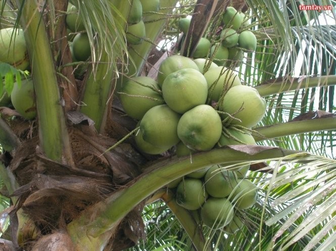 Ben Tre province builds green Siamese coconut value chain