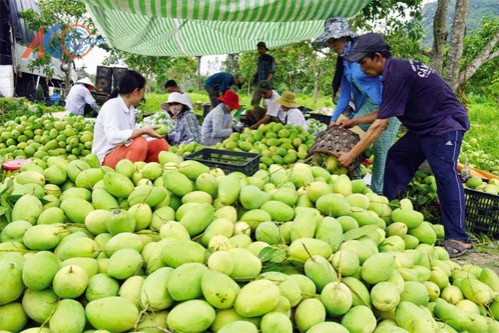 "Thiên la, địa võng" chặn hàng nông sản Việt xuất ngoại
