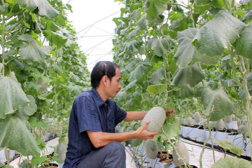 Nông sản Việt xuất ngoại: Ám ảnh dư lượng kháng sinh, BVTV