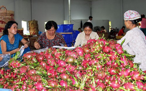 Nông sản Việt xuất ngoại: Làm gì để thoát cơn "ác mộng" MRL